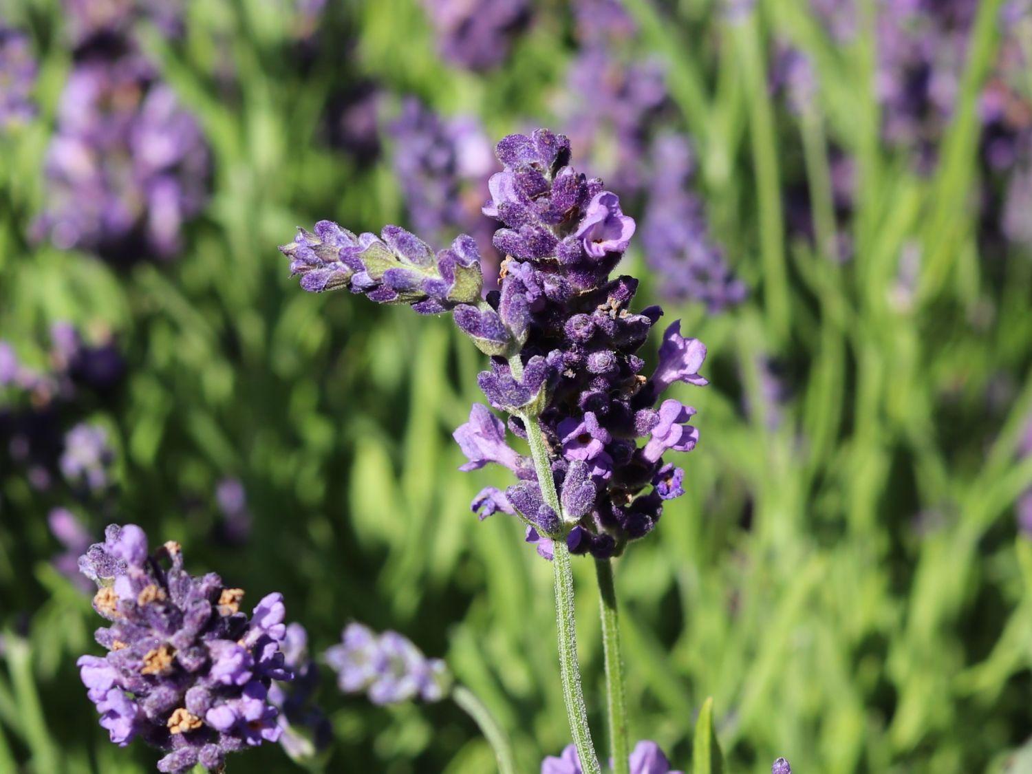 Lavandula Angustifolia Ellagance Purple - View 2 from www redcrocus com