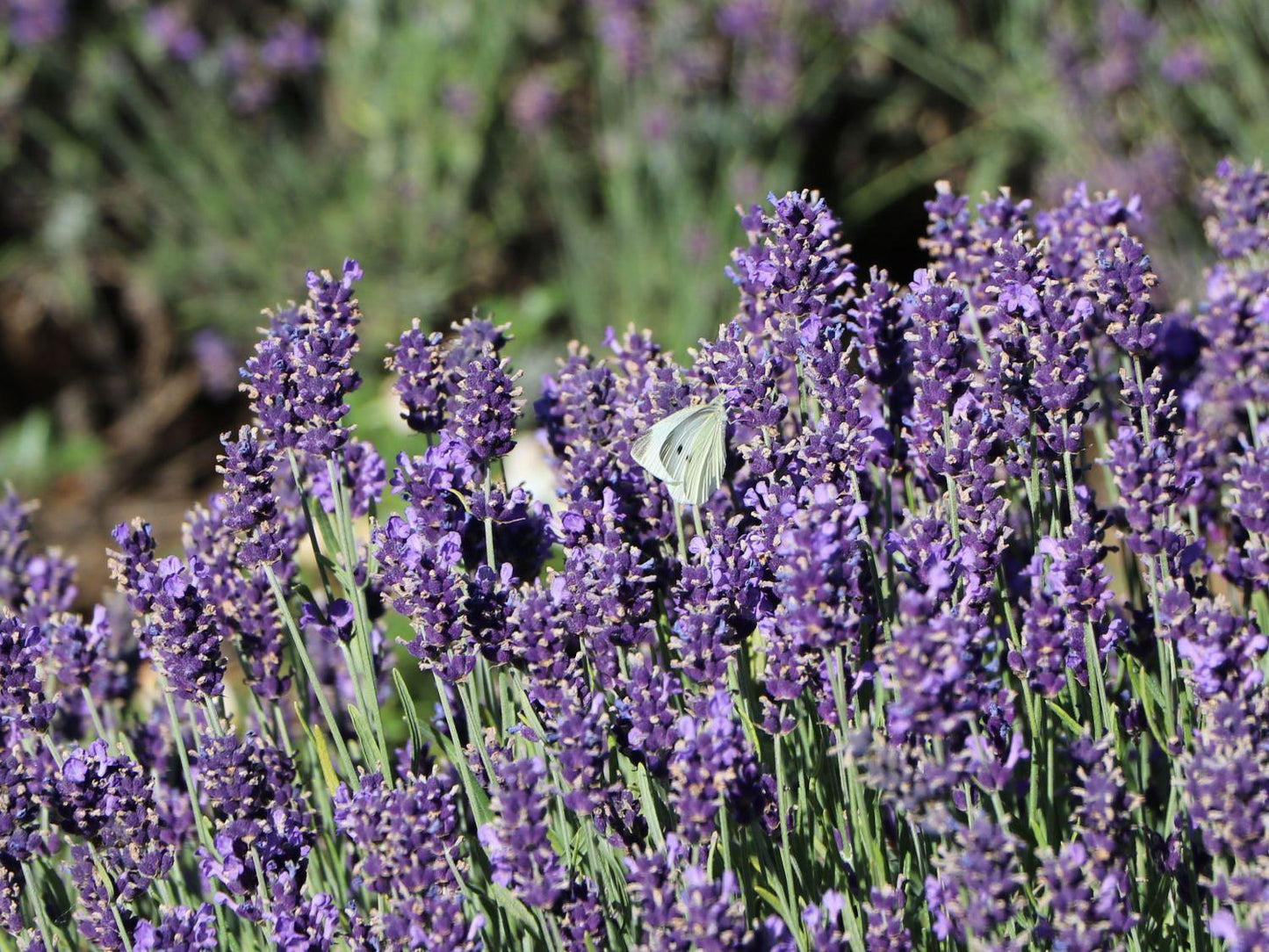 Lavandula Angustifolia Ellagance Purple - View 3 from www redcrocus com