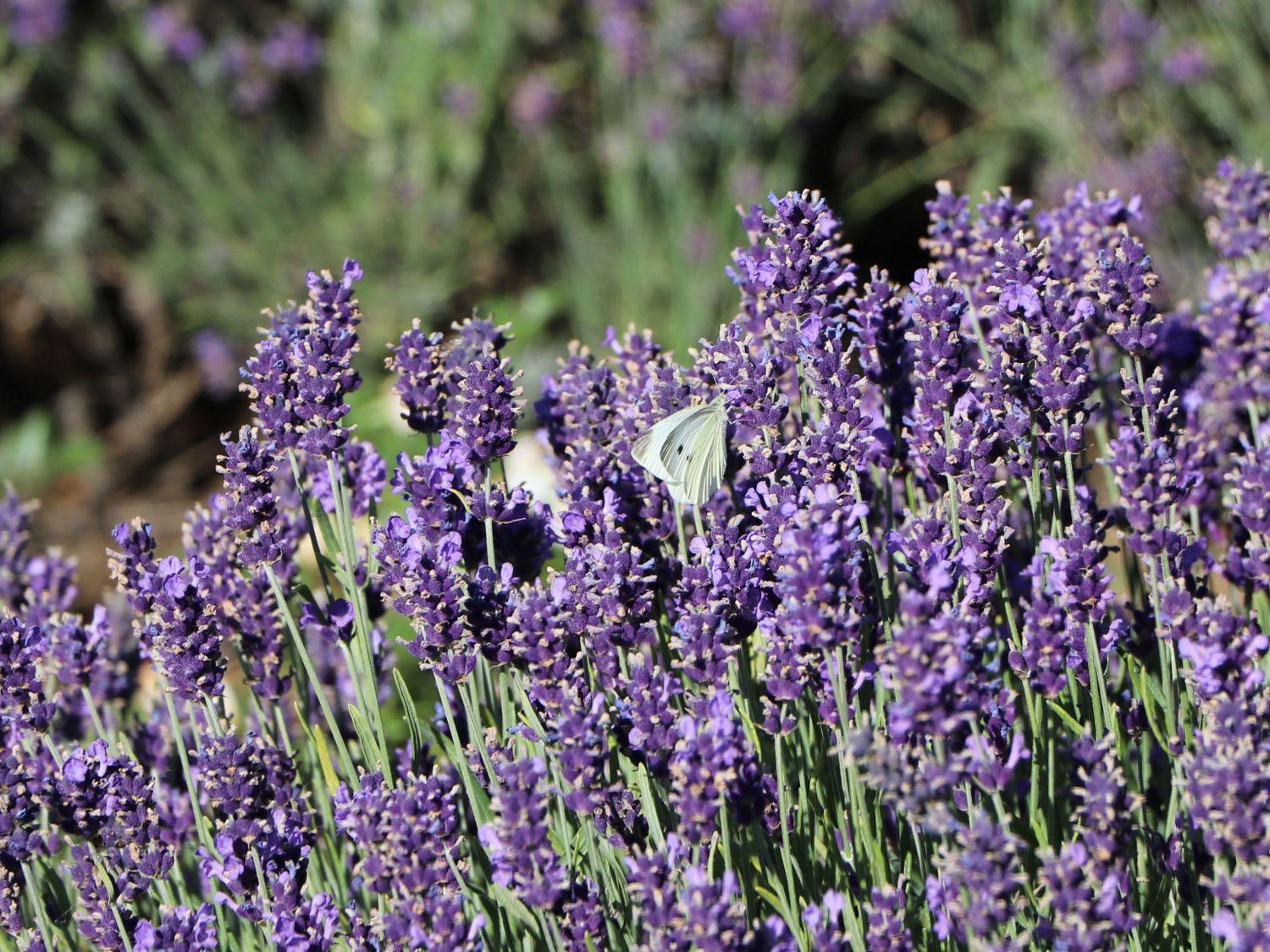 Lavandula Angustifolia Ellagance Purple - View 3 from www redcrocus com