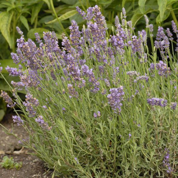 Lavandula Angustifolia Ellagance Purple - View 5 from www redcrocus com