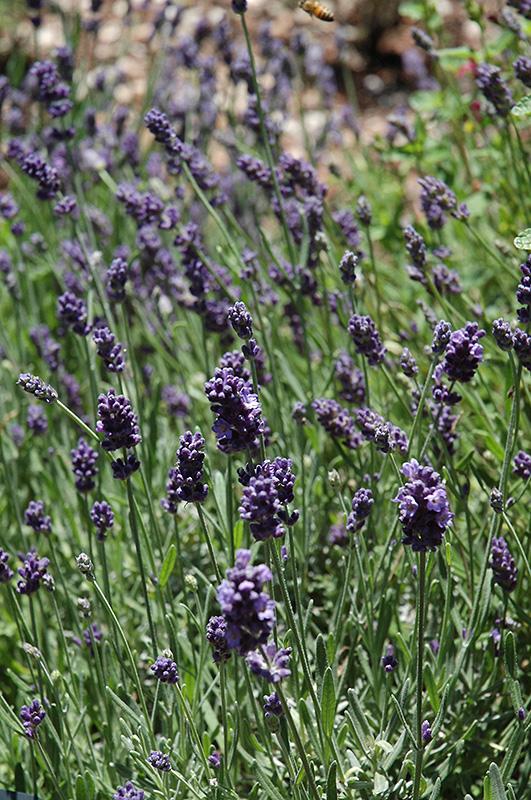 Lavandula Angustifolia Ellagance Purple - View 7 from www redcrocus com