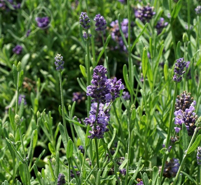 Lavandula Angustifolia Ellagance Purple - View 8 from www redcrocus com