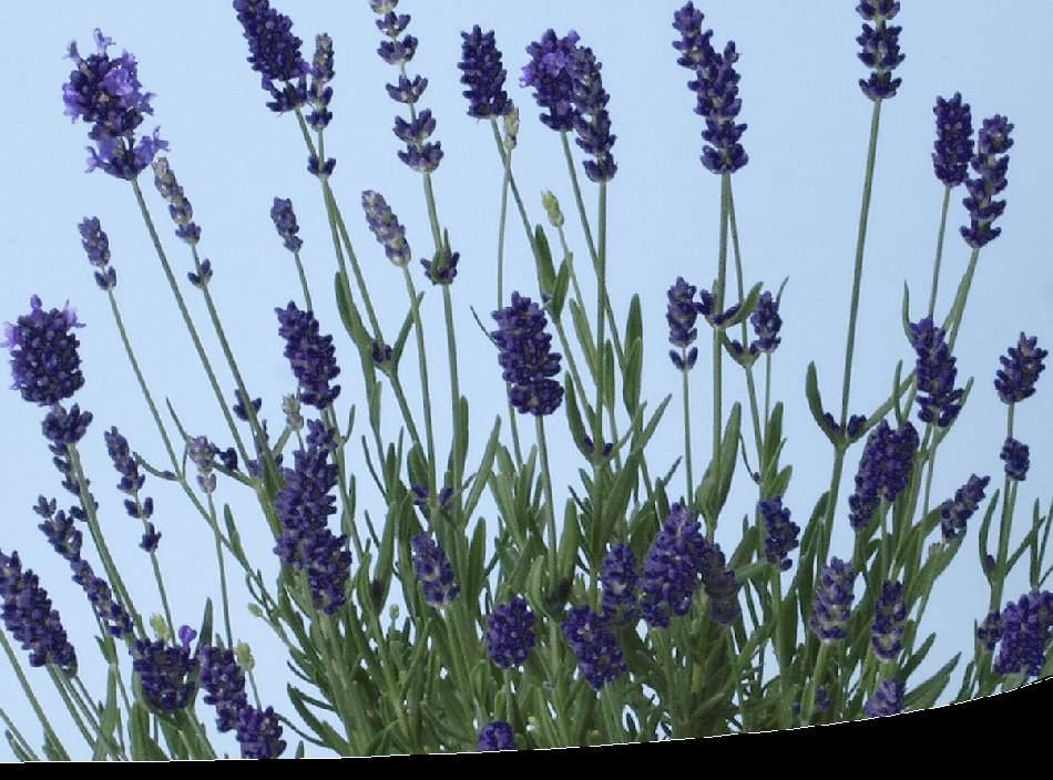 Lavandula Angustifolia Ellagance Purple - View 9 from www redcrocus com