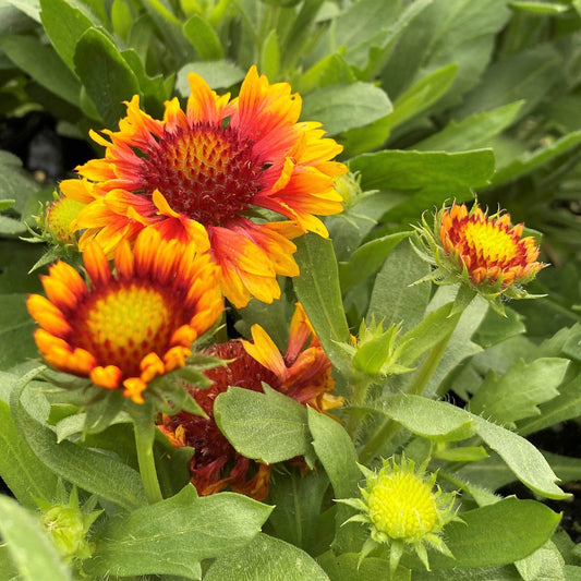 Gaillardia Aristata Arizona Sun - View 10 from www redcrocus com