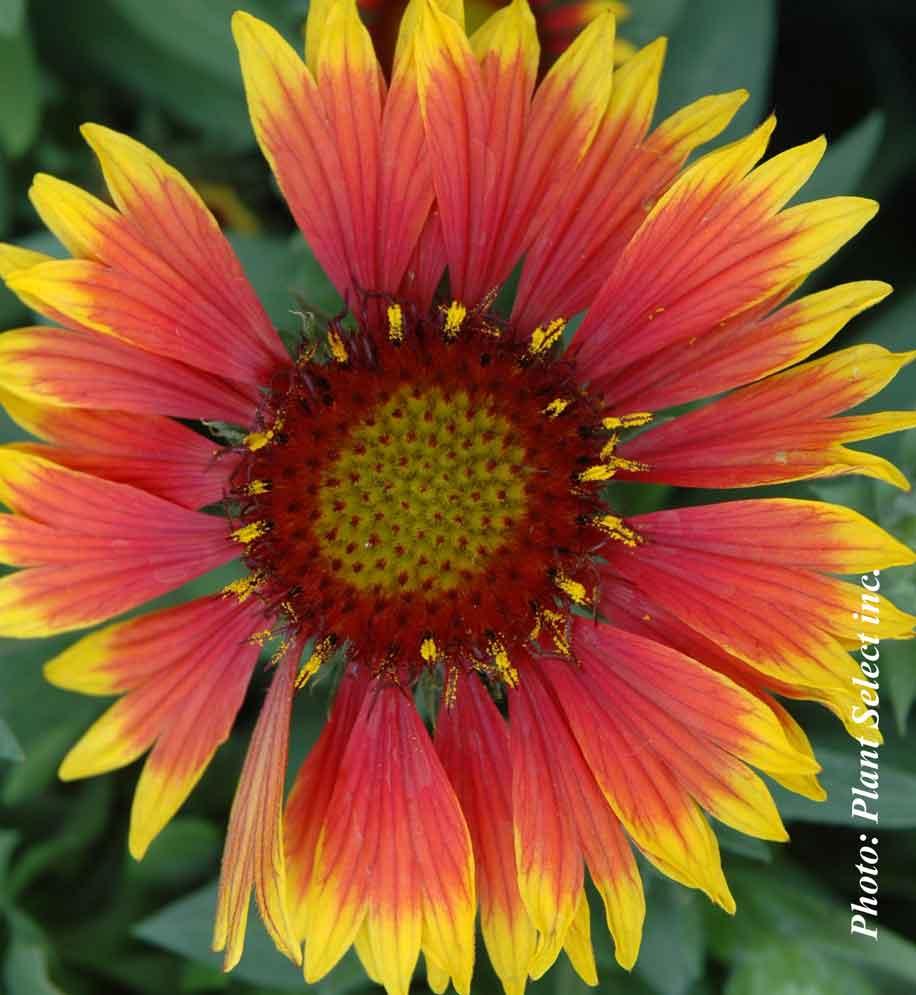 Gaillardia Aristata Arizona Sun - View 12 from www redcrocus com