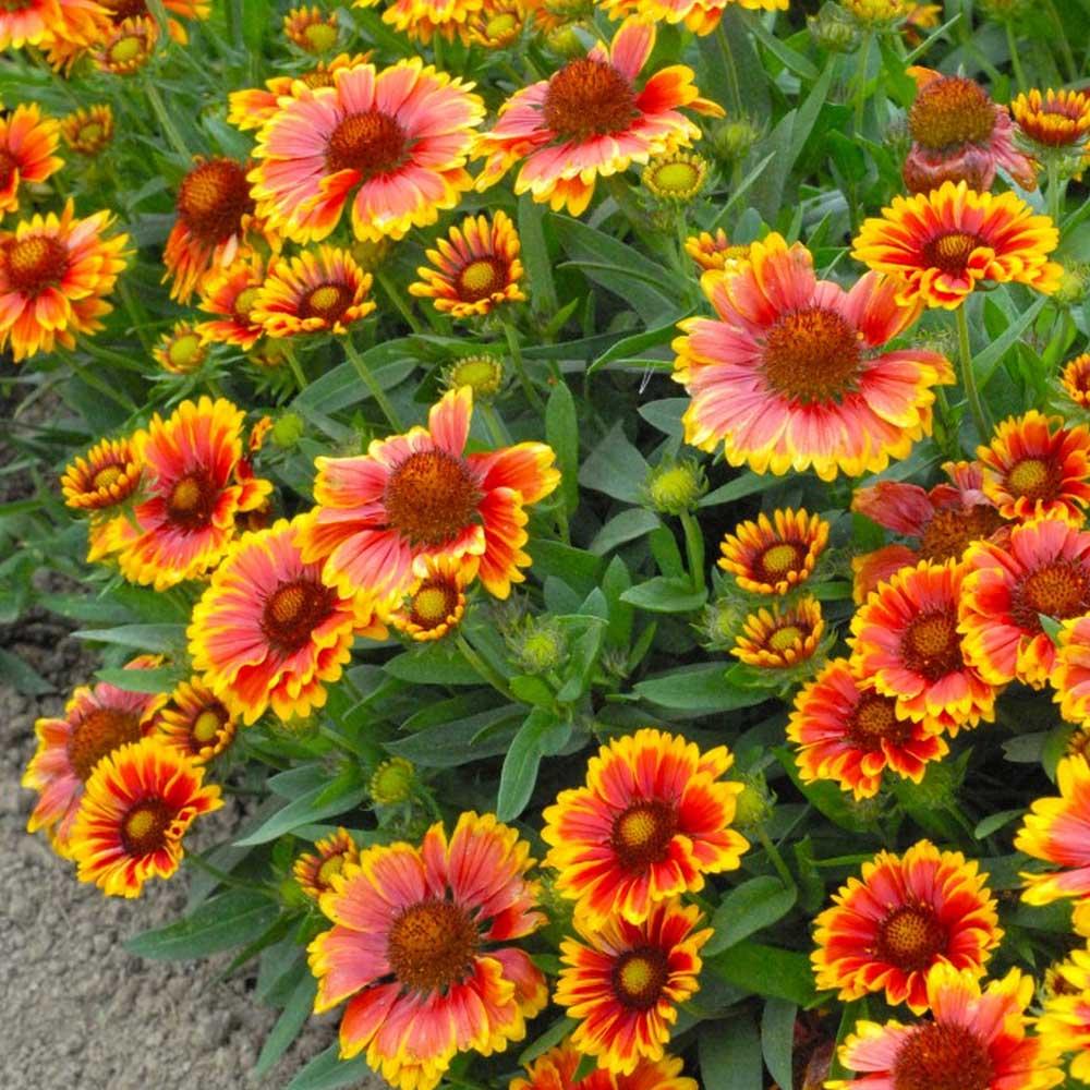 Gaillardia Aristata Arizona Sun - View 3 from www redcrocus com