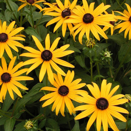 Rudbeckia Fulgida Goldsturm - View 10 from www redcrocus com
