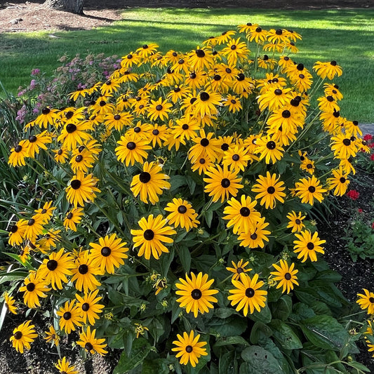 Rudbeckia Fulgida Goldsturm - View 1 from www redcrocus com