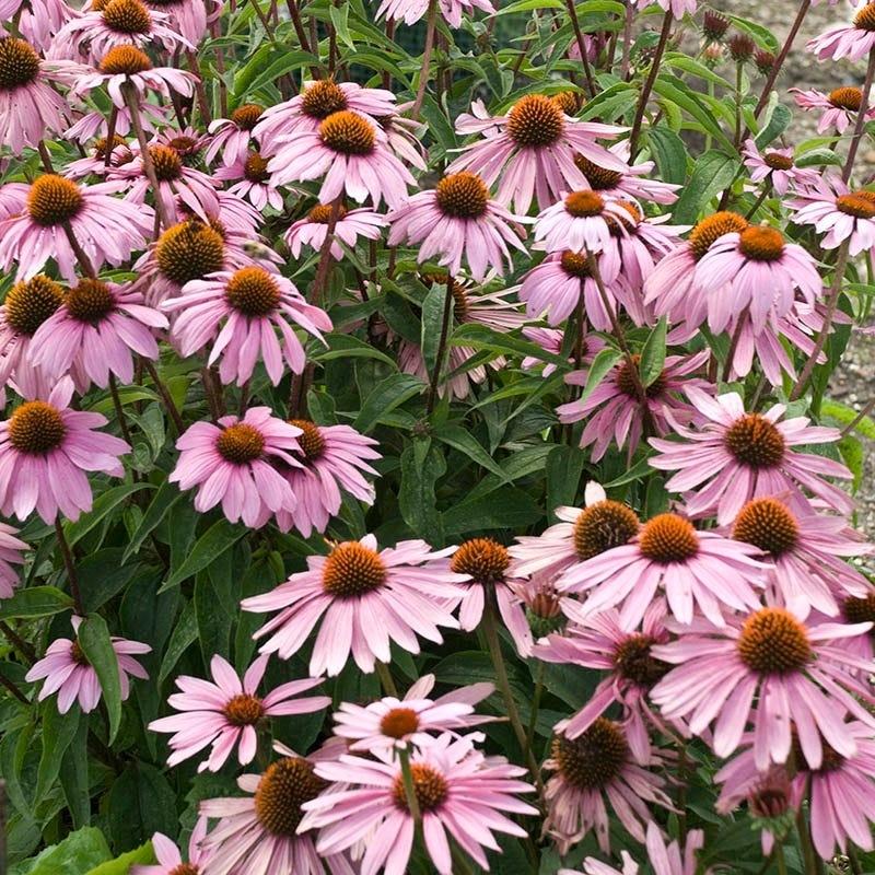 Echinacea Purpurea Magnus - View 15 from www redcrocus com