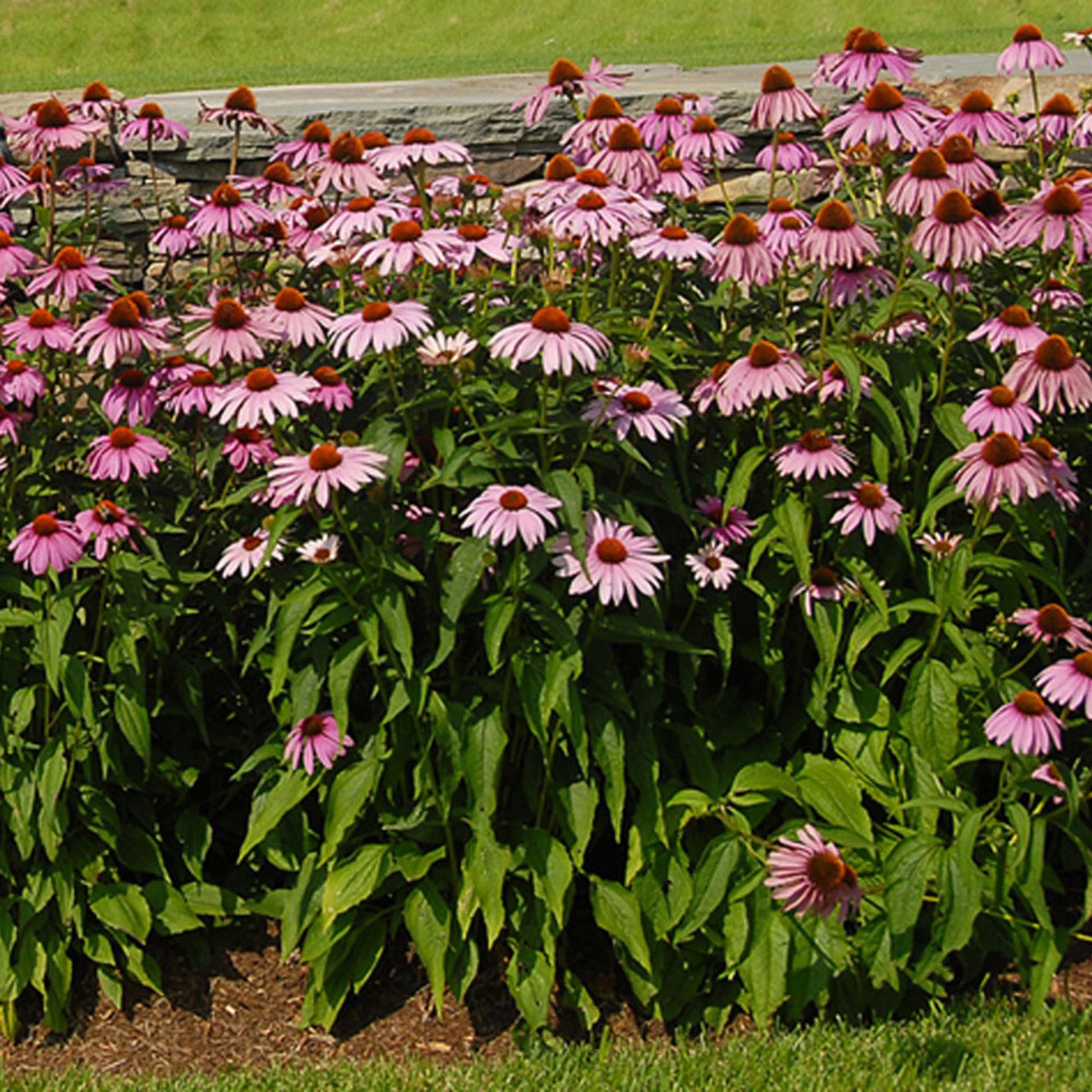 Echinacea Purpurea Magnus - View 3 from www redcrocus com