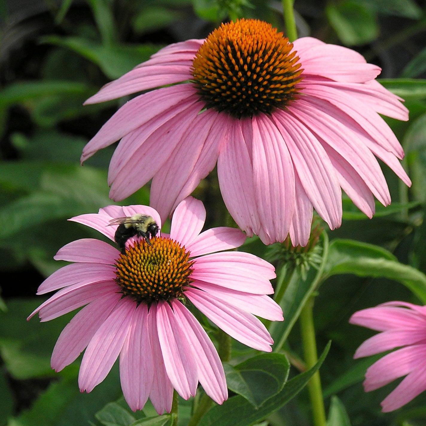 Echinacea Purpurea Magnus - View 8 from www redcrocus com