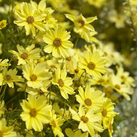 Coreopsis Verticillata Creme Brulee - View 10 from www redcrocus com