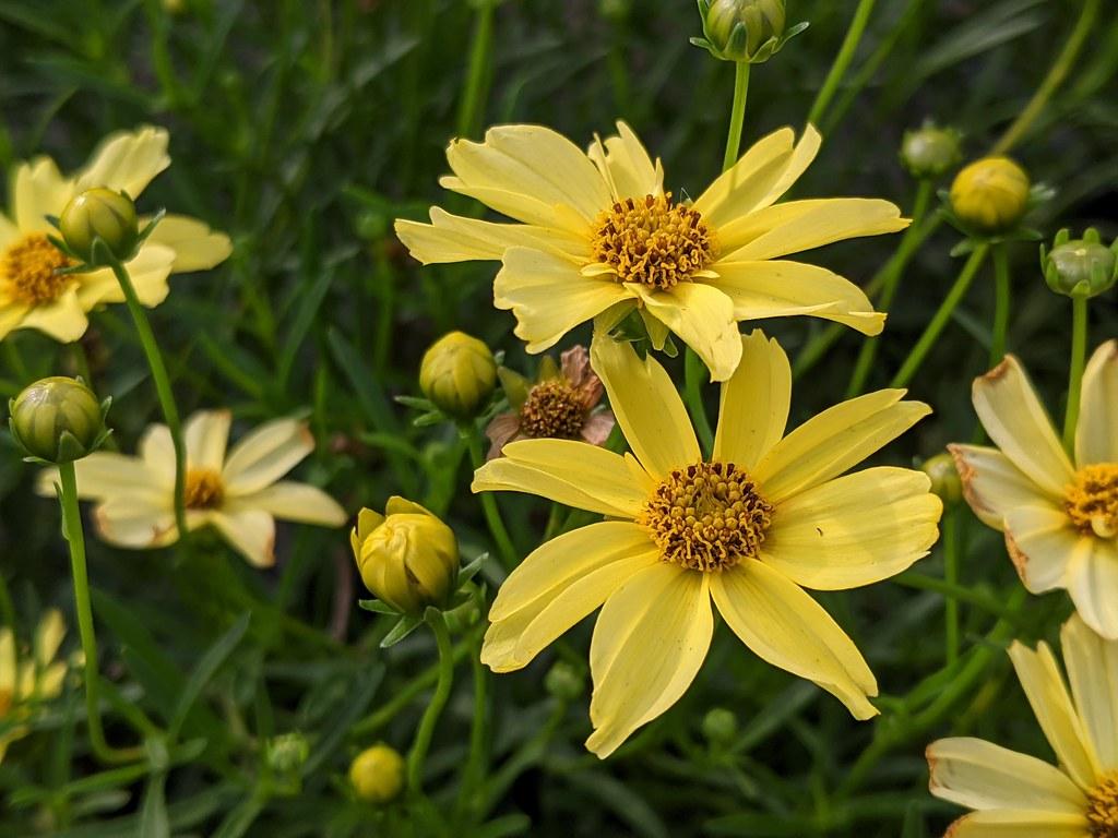 Coreopsis Verticillata Creme Brulee - View 11 from www redcrocus com