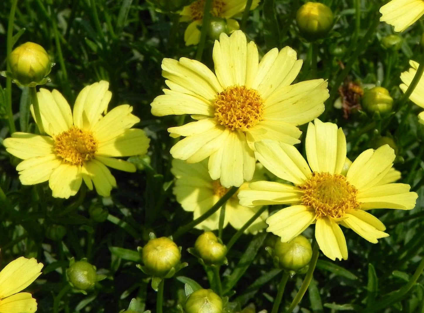 Coreopsis Verticillata Creme Brulee - View 13 from www redcrocus com