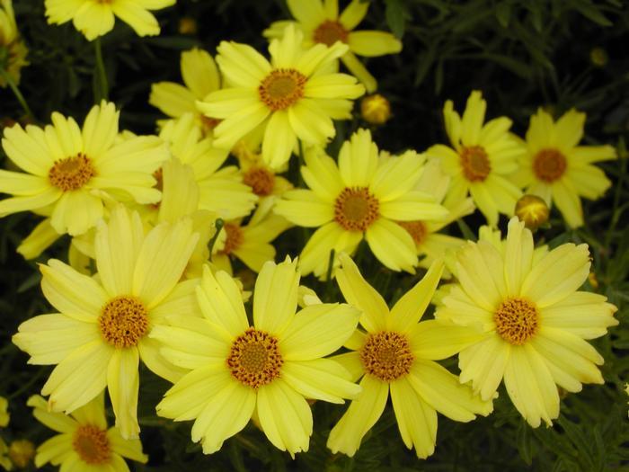 Coreopsis Verticillata Creme Brulee - View 14 from www redcrocus com