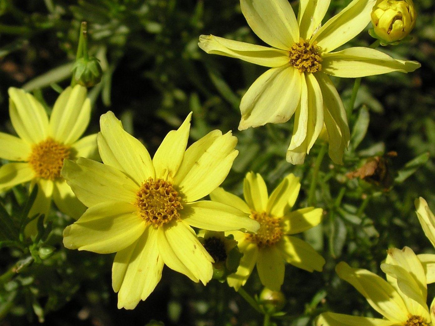 Coreopsis Verticillata Creme Brulee - View 15 from www redcrocus com
