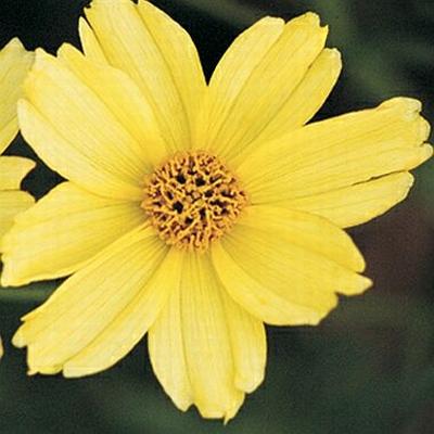 Coreopsis Verticillata Creme Brulee - View 18 from www redcrocus com