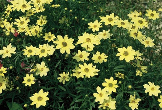 Coreopsis Verticillata Creme Brulee - View 1 from www redcrocus com