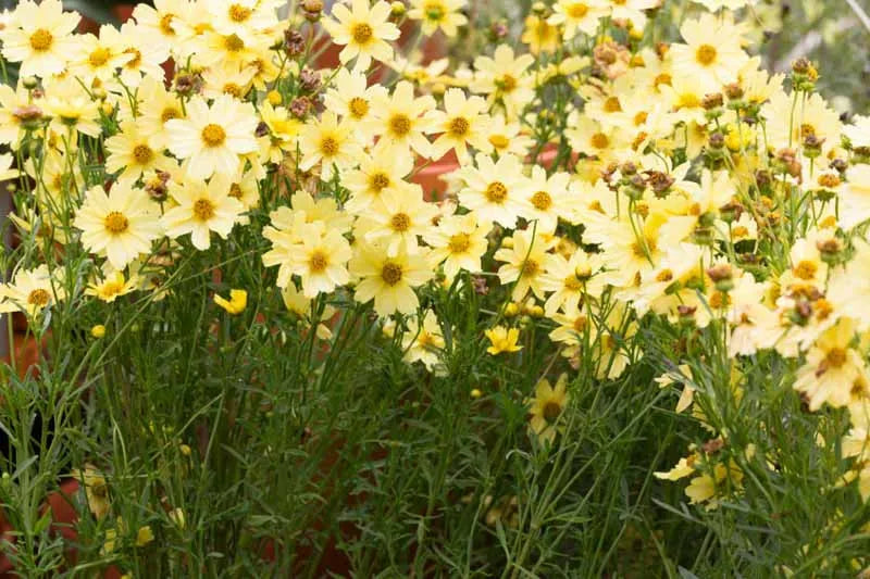 Coreopsis Verticillata Creme Brulee - View 2 from www redcrocus com