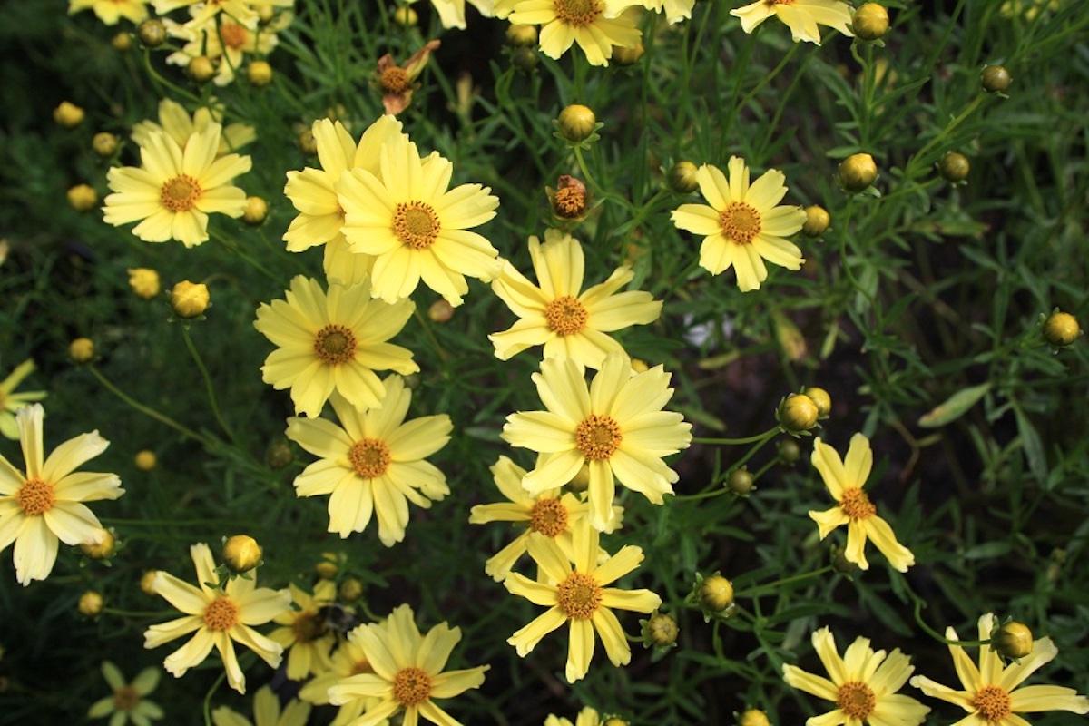 Coreopsis Verticillata Creme Brulee - View 3 from www redcrocus com