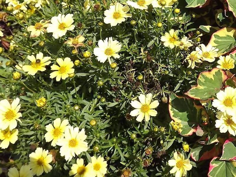 Coreopsis Verticillata Creme Brulee - View 4 from www redcrocus com