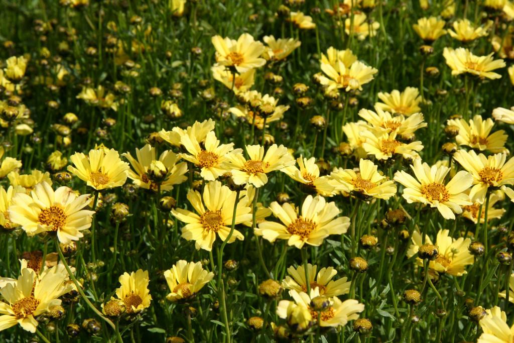 Coreopsis Verticillata Creme Brulee - View 5 from www redcrocus com