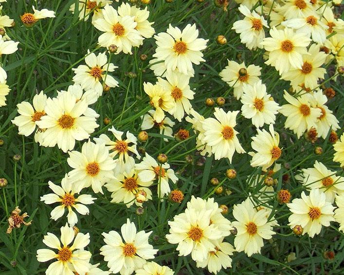 Coreopsis Verticillata Creme Brulee - View 6 from www redcrocus com