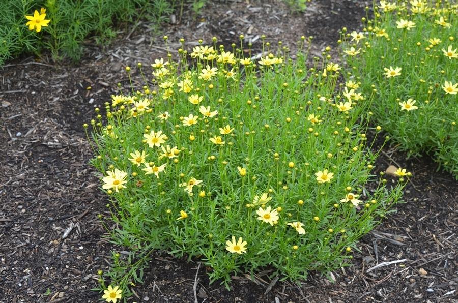 Coreopsis Verticillata Creme Brulee - View 7 from www redcrocus com