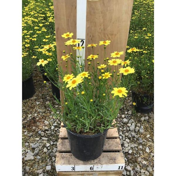 Coreopsis Verticillata Creme Brulee - View 8 from www redcrocus com