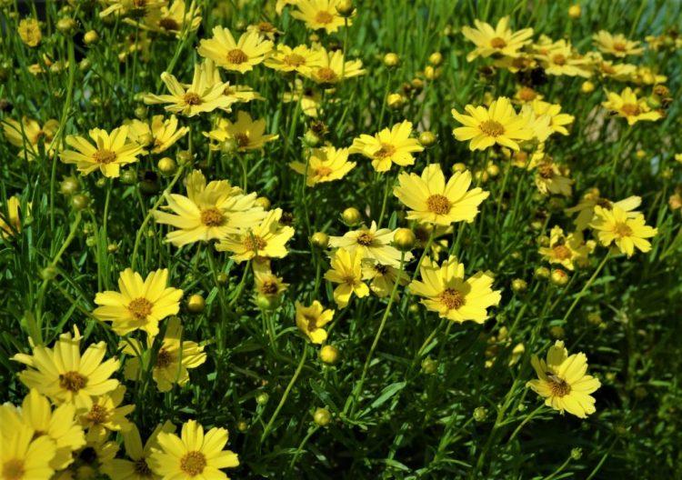 Coreopsis Verticillata Creme Brulee - View 9 from www redcrocus com