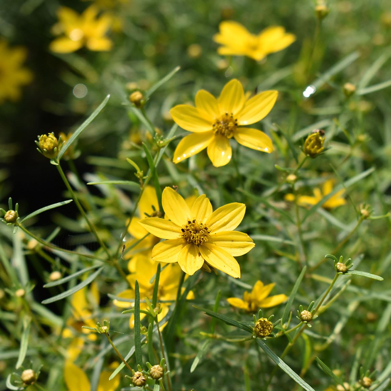 Coreopsis Verticillata Zagreb - View 10 from www redcrocus com