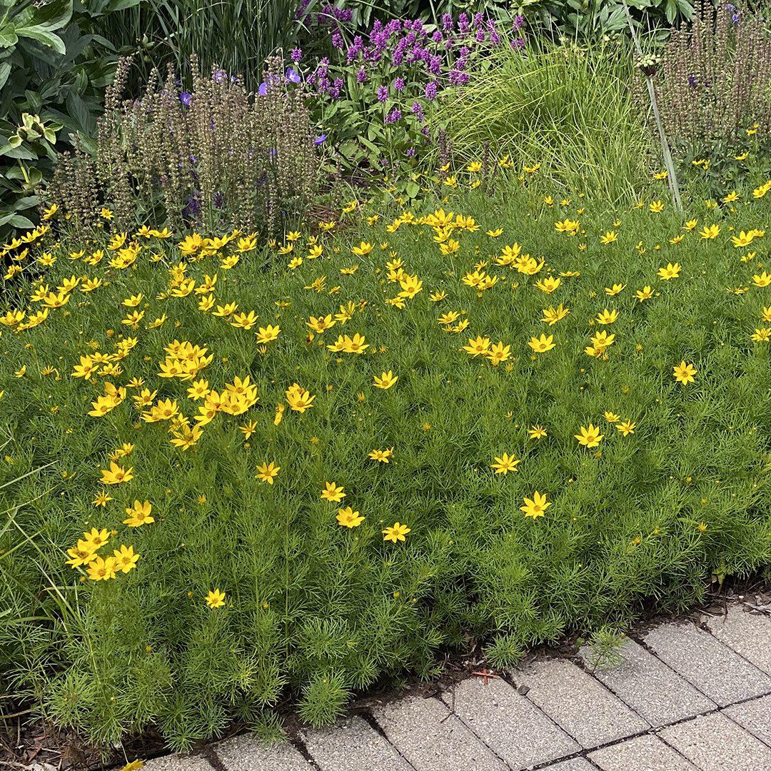 Coreopsis Verticillata Zagreb - View 12 from www redcrocus com