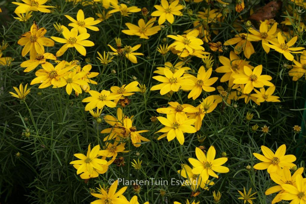 Coreopsis Verticillata Zagreb - View 18 from www redcrocus com