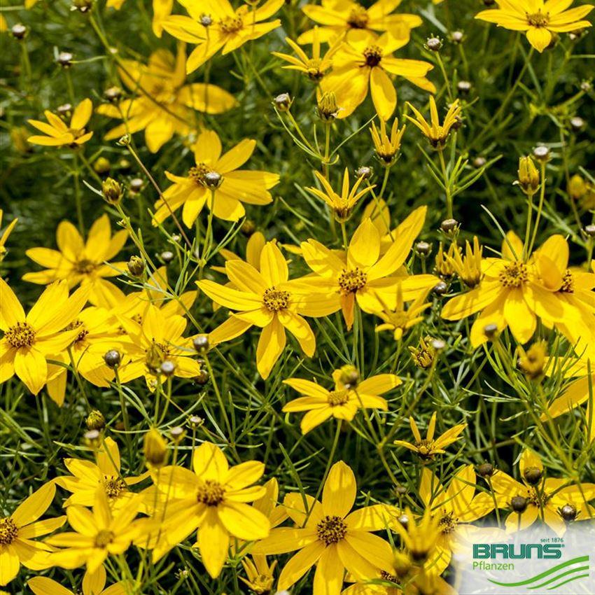Coreopsis Verticillata Zagreb - View 19 from www redcrocus com