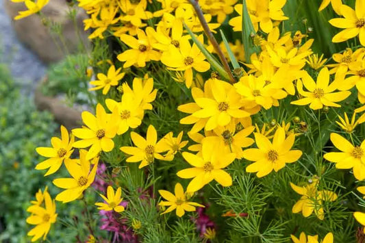 Coreopsis Verticillata Zagreb - View 1 from www redcrocus com