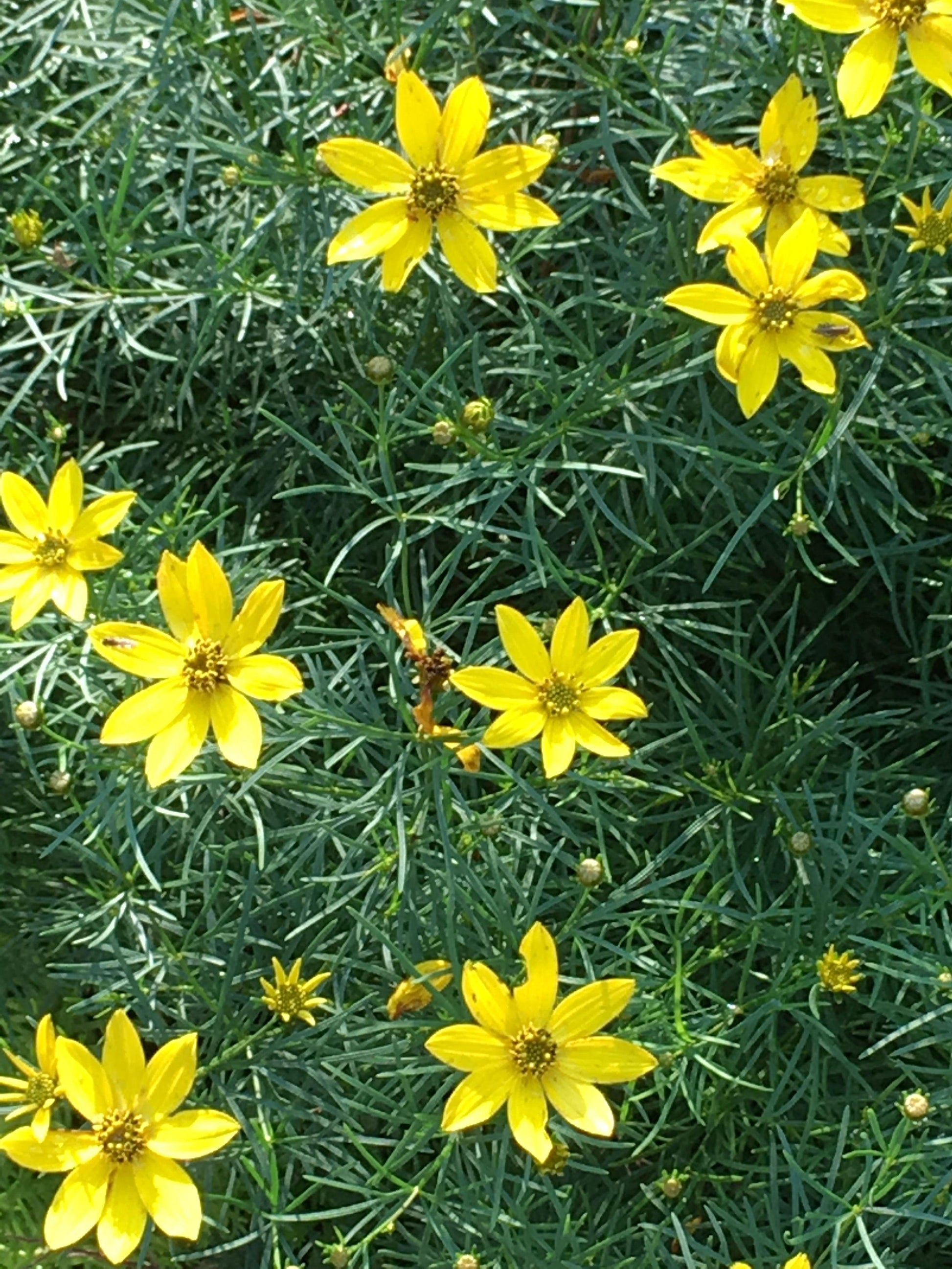 Coreopsis Verticillata Zagreb - View 4 from www redcrocus com