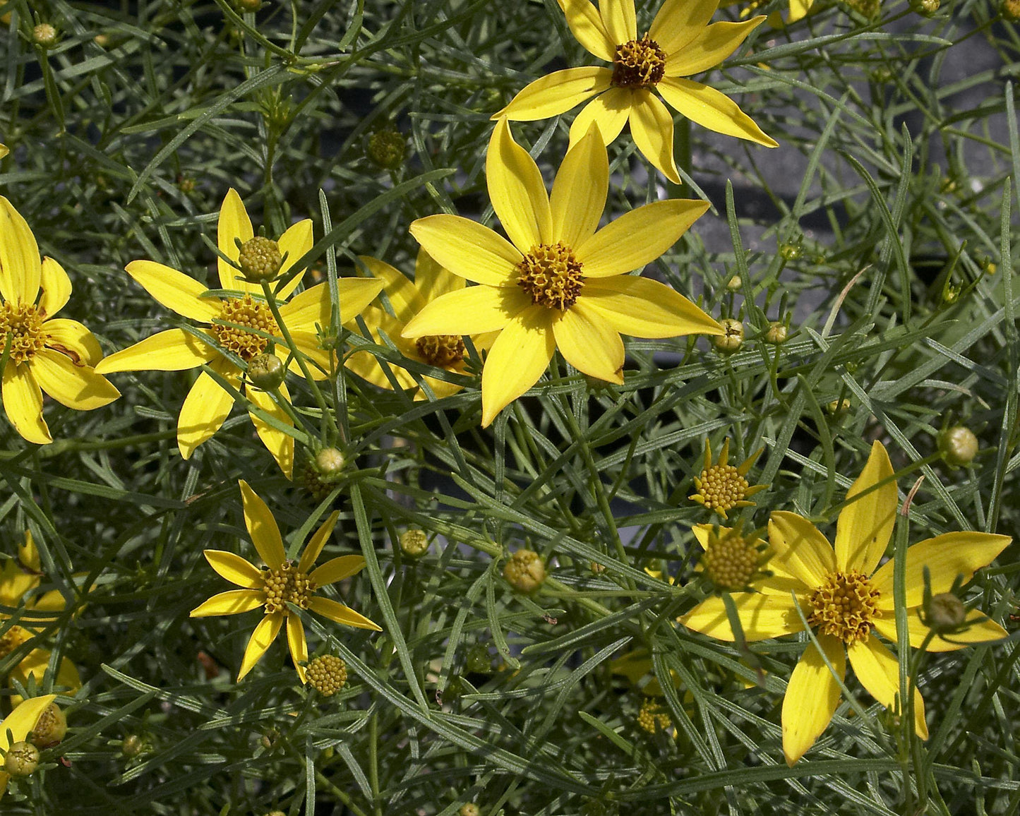 Coreopsis Verticillata Zagreb - View 5 from www redcrocus com