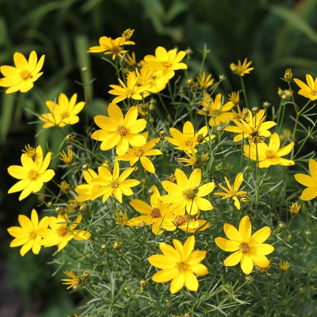 Coreopsis Verticillata Zagreb - View 6 from www redcrocus com