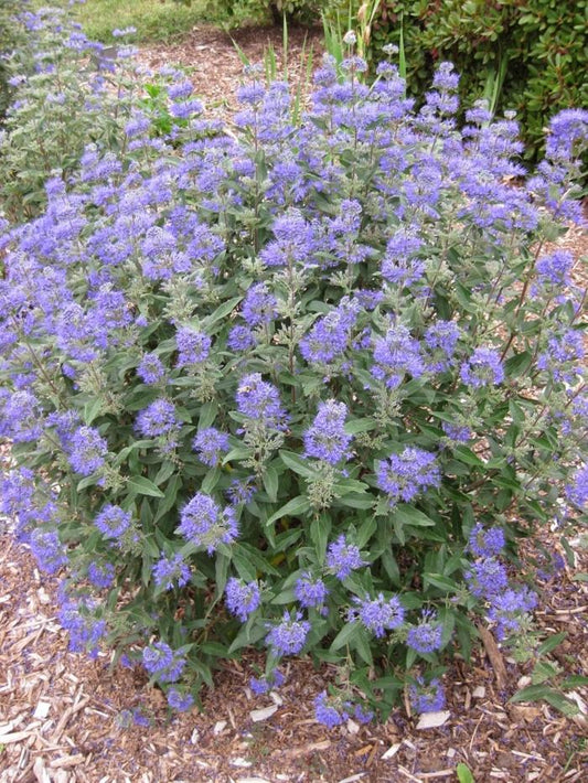 Caryopteris X Clandonensis Dark Knight - View 1 from www redcrocus com