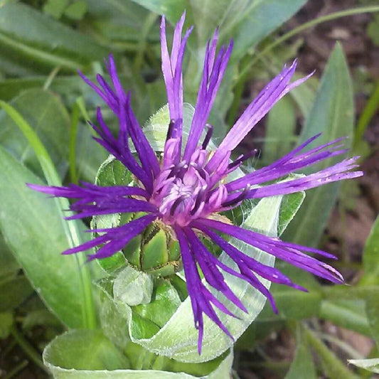 Centaurea Montana Amethyst Dream - View 10 from www redcrocus com