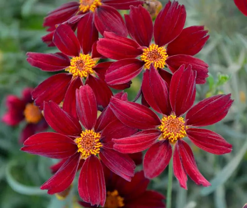 Coreopsis X 'permathread Red Satin' - View 11 from www redcrocus com