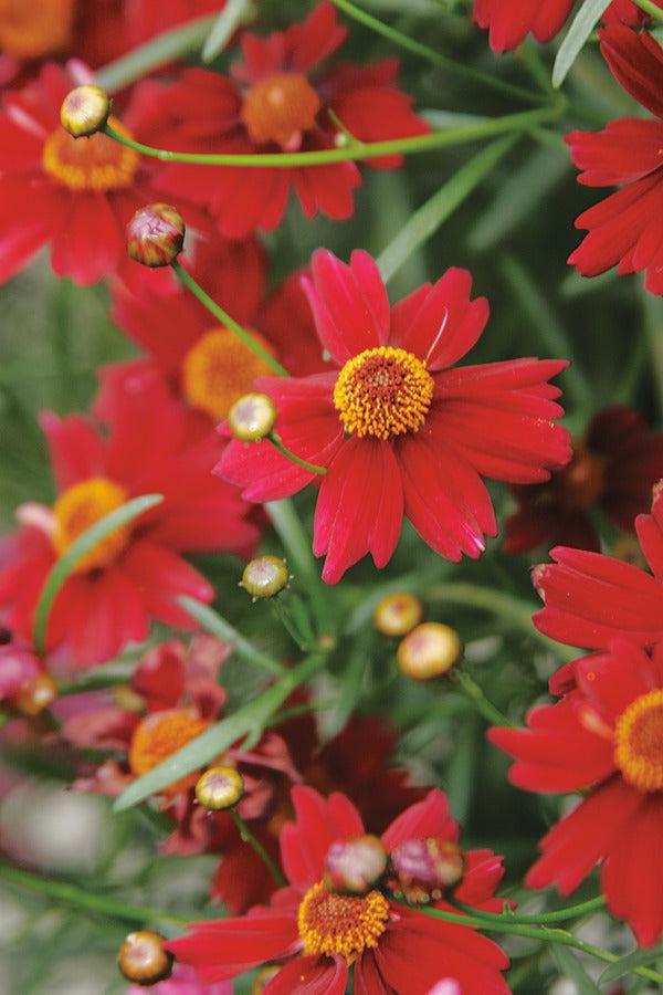 Coreopsis X 'permathread Red Satin' - View 12 from www redcrocus com