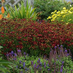 Coreopsis X 'permathread Red Satin' - View 14 from www redcrocus com