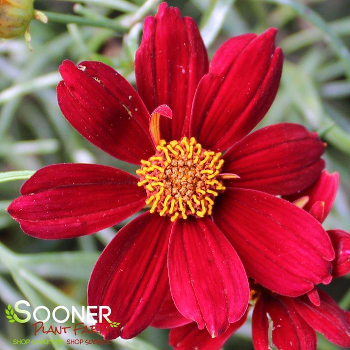 Coreopsis X 'permathread Red Satin' - View 1 from www redcrocus com