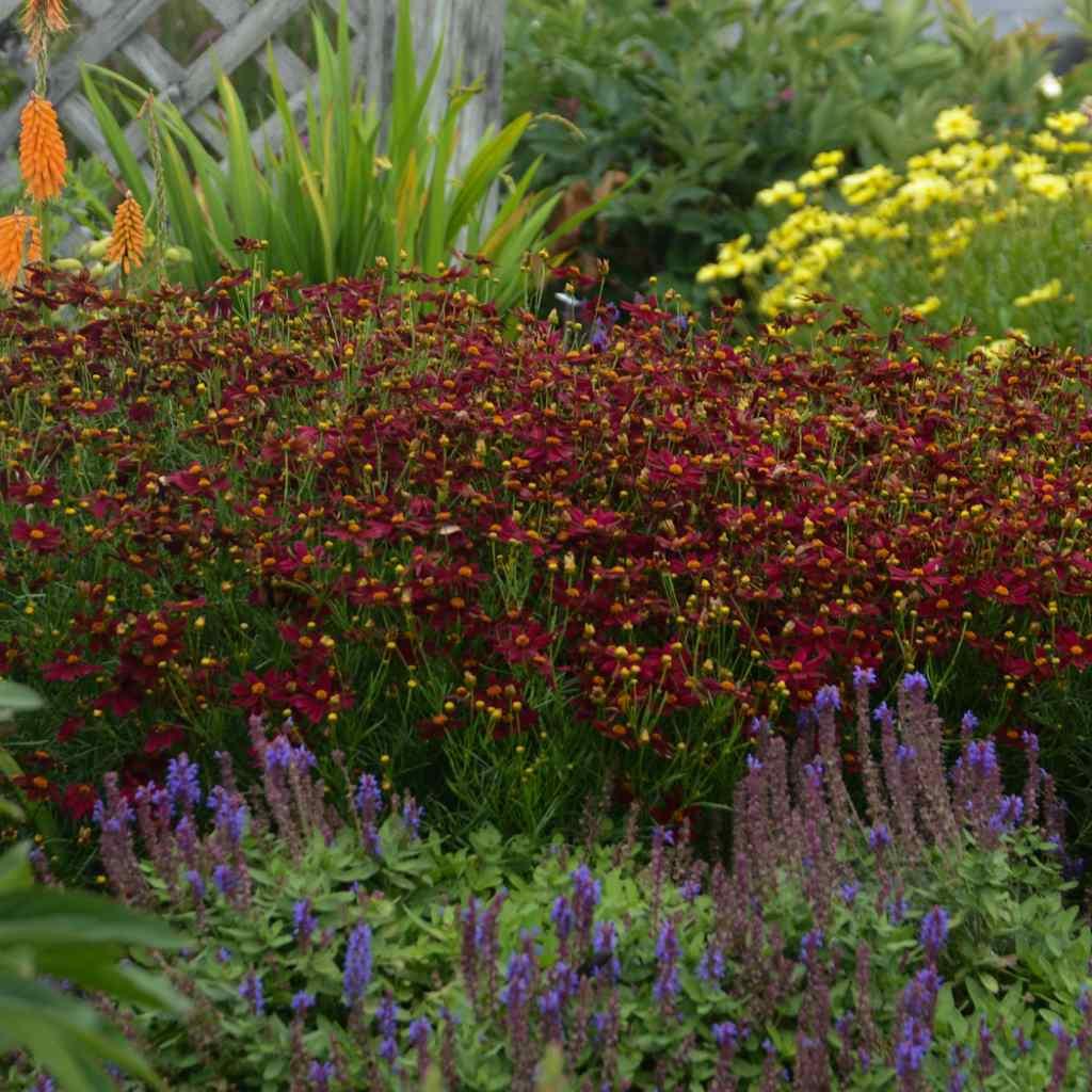 Coreopsis X 'permathread Red Satin' - View 20 from www redcrocus com