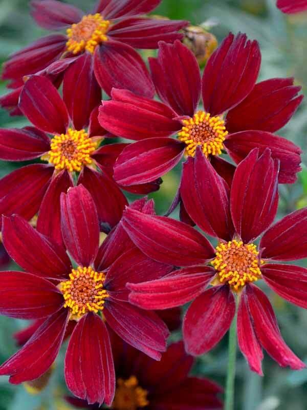 Coreopsis X 'permathread Red Satin' - View 21 from www redcrocus com