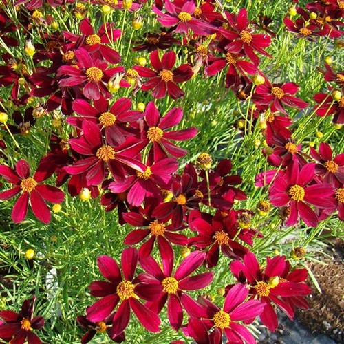 Coreopsis X 'permathread Red Satin' - View 25 from www redcrocus com