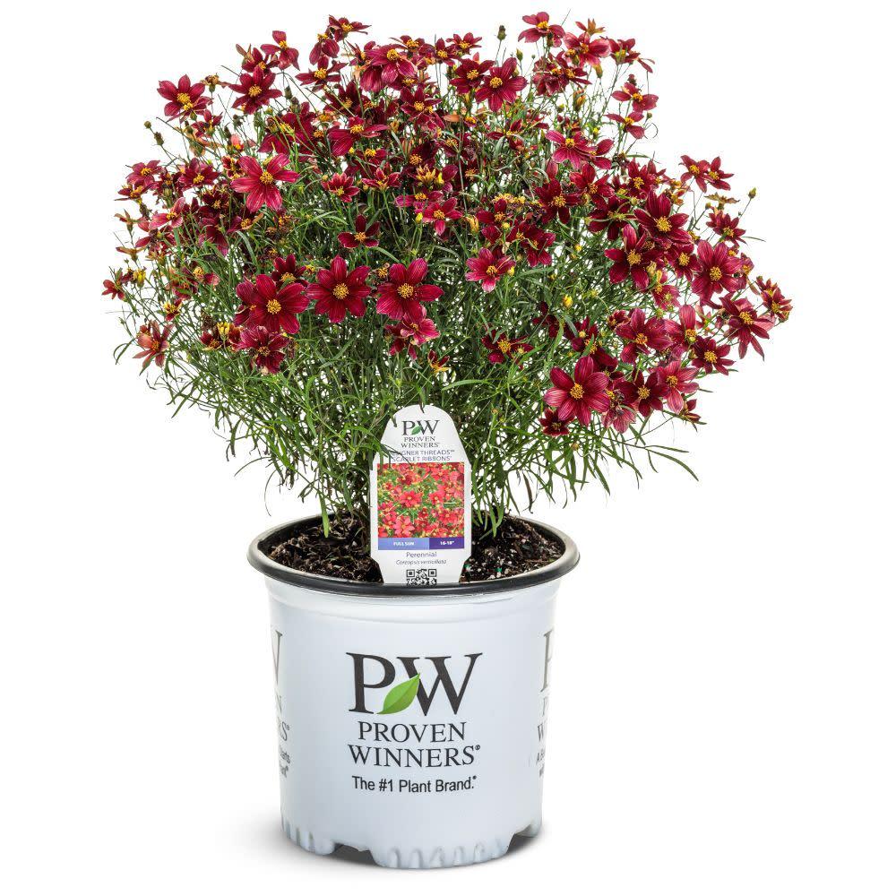 Coreopsis X 'permathread Red Satin' - View 26 from www redcrocus com