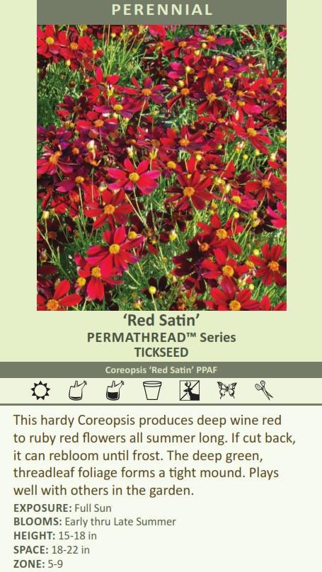 Coreopsis X 'permathread Red Satin' - View 27 from www redcrocus com