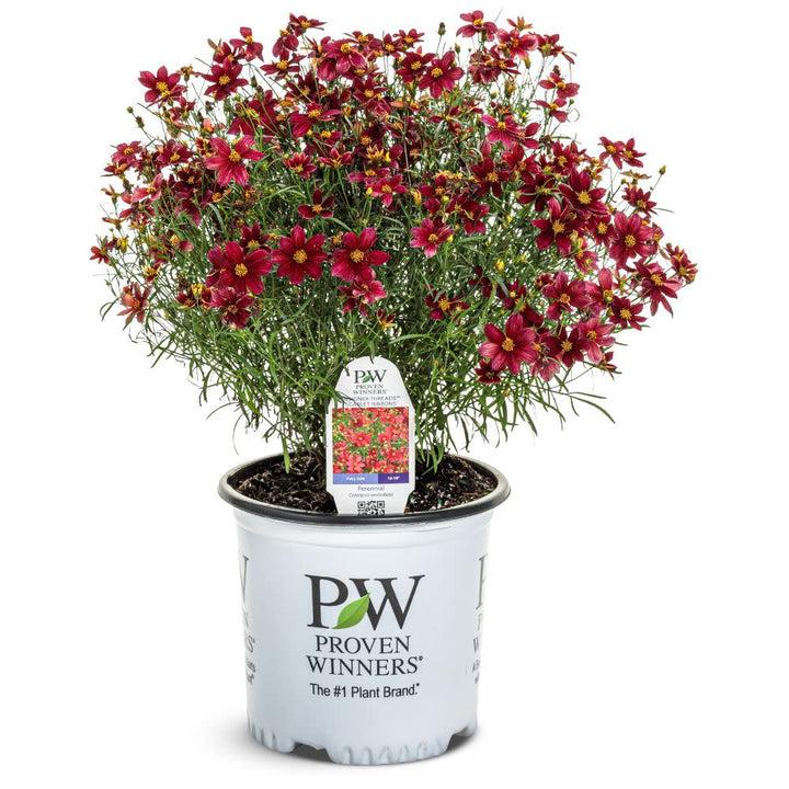 Coreopsis X 'permathread Red Satin' - View 29 from www redcrocus com